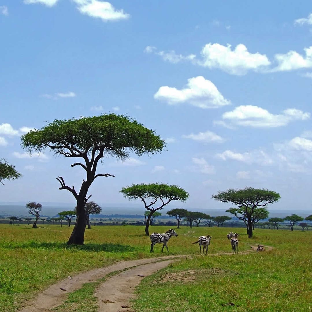 4 Safari life holiday packages