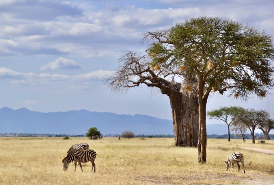 tarangire national park 6 tarangire national park