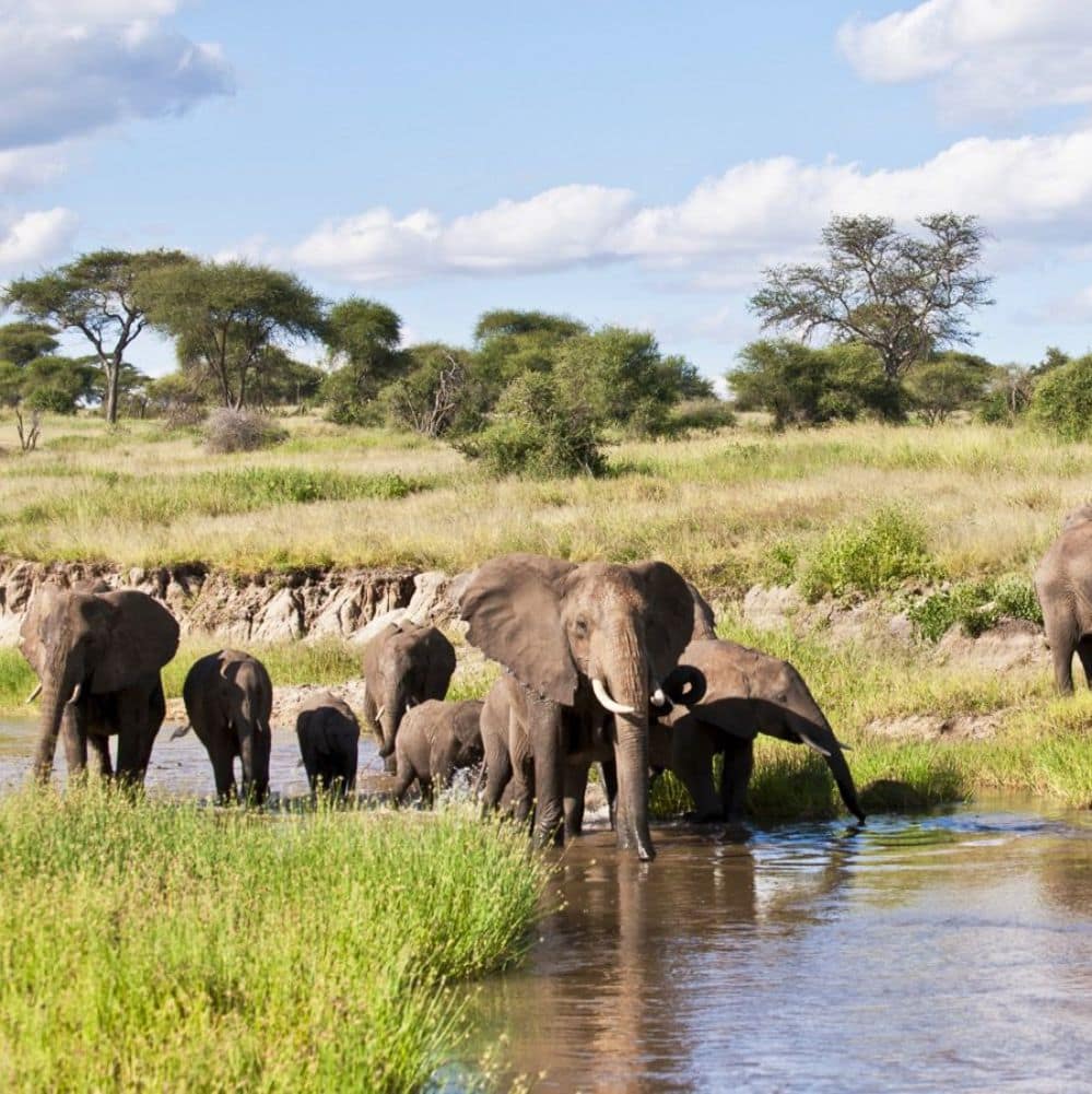tarangire national park